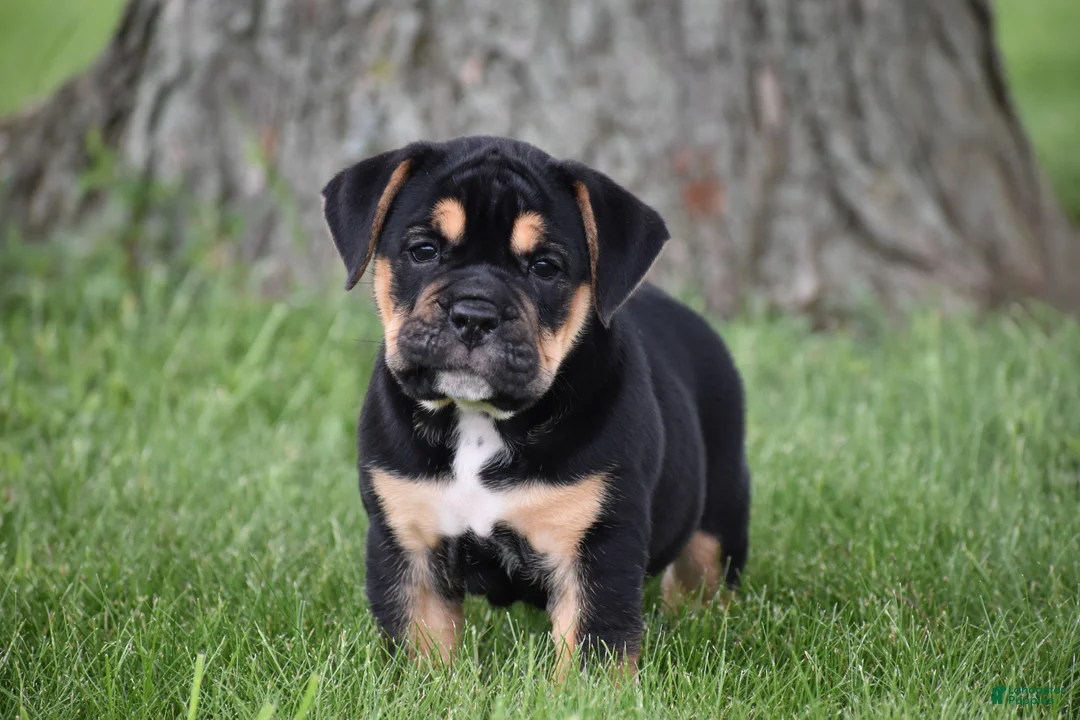 Beabull dogs for sale: Max - Ad 1
