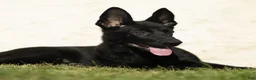 German Shepherd dogs for sale: Flurry German Shepherd  - Ad 3