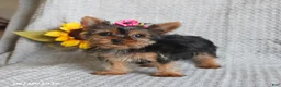 Yorkshire Terrier dogs for sale: Fluffy - Ad 4