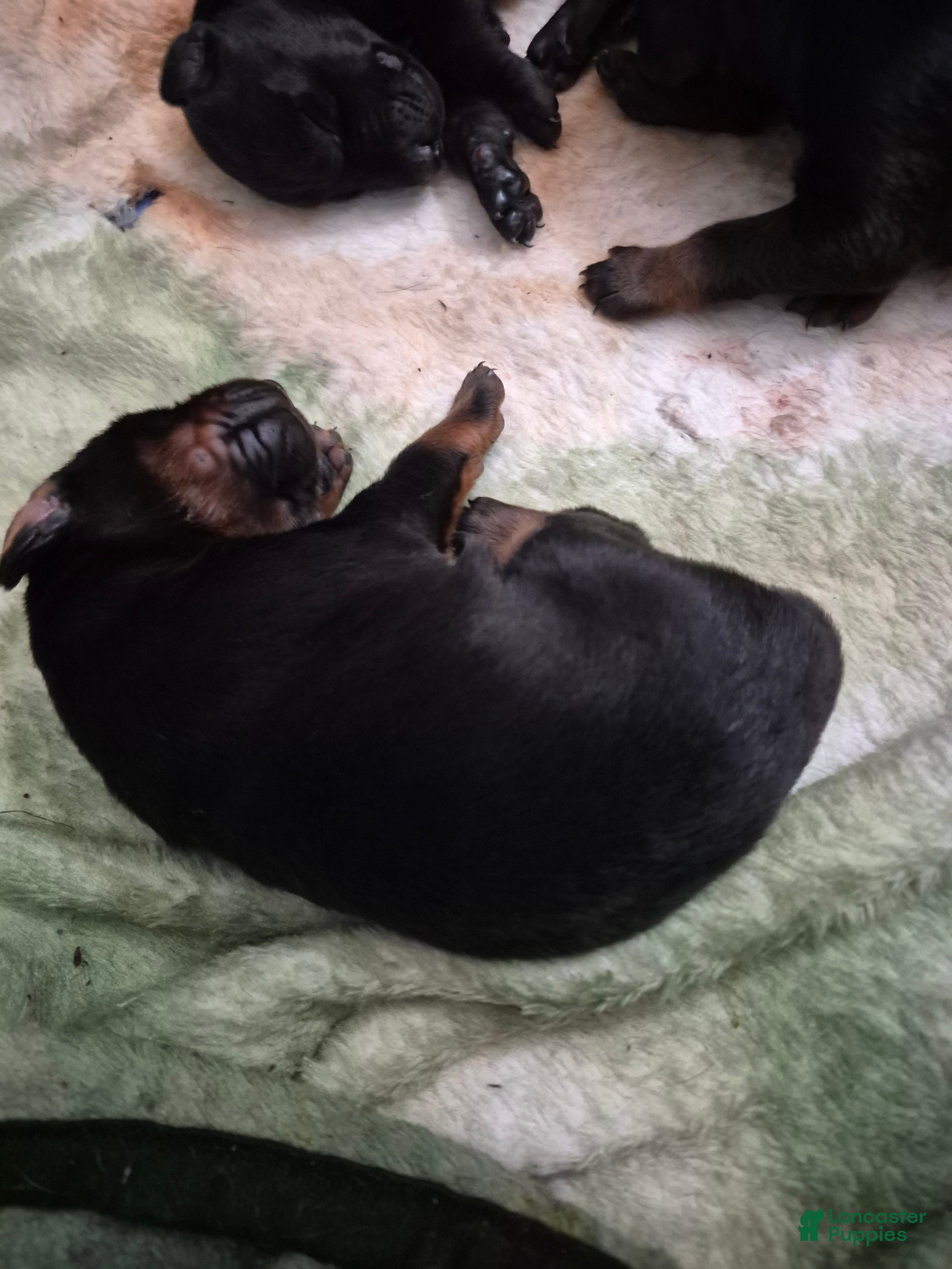 Doberman Pinscher dogs Doberman Pinscher 2 - Ad 22