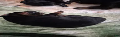 Doberman Pinscher 2