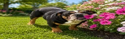 English Bulldog dogs for sale: Perfection  - Ad 2