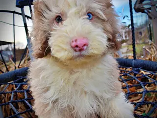 Havapoo dogs Webster - Ad 20