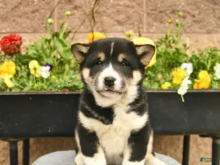Shiba Inu dogs for sale: Iggy - Ad 4