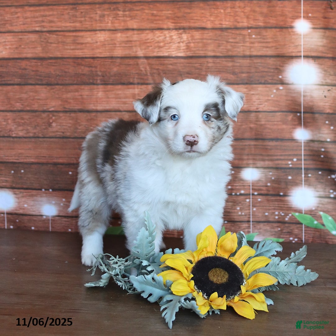 Miniature Australian Shepherd dogs for sale: Mckenzie - Ad 1