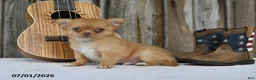 Chihuahua dogs for sale: Nugget - Ad 1