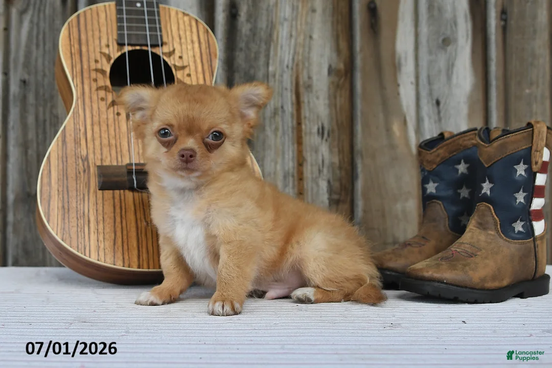 Chihuahua dogs for sale: Nugget - Ad 1