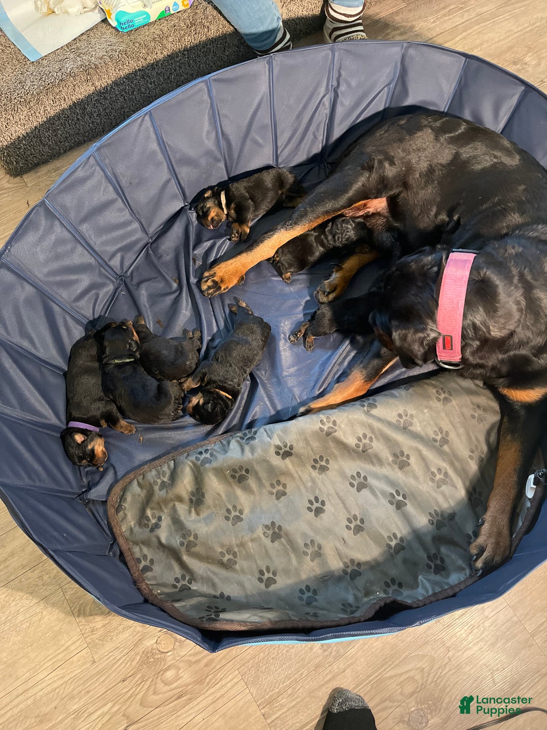 Rottweiler dogs for sale: 5th Pick Female - Ad 8