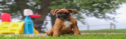 Boxer dogs for sale: Russell - Ad 3