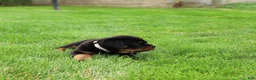 Rottweiler dogs for sale: Bear - Ad 4