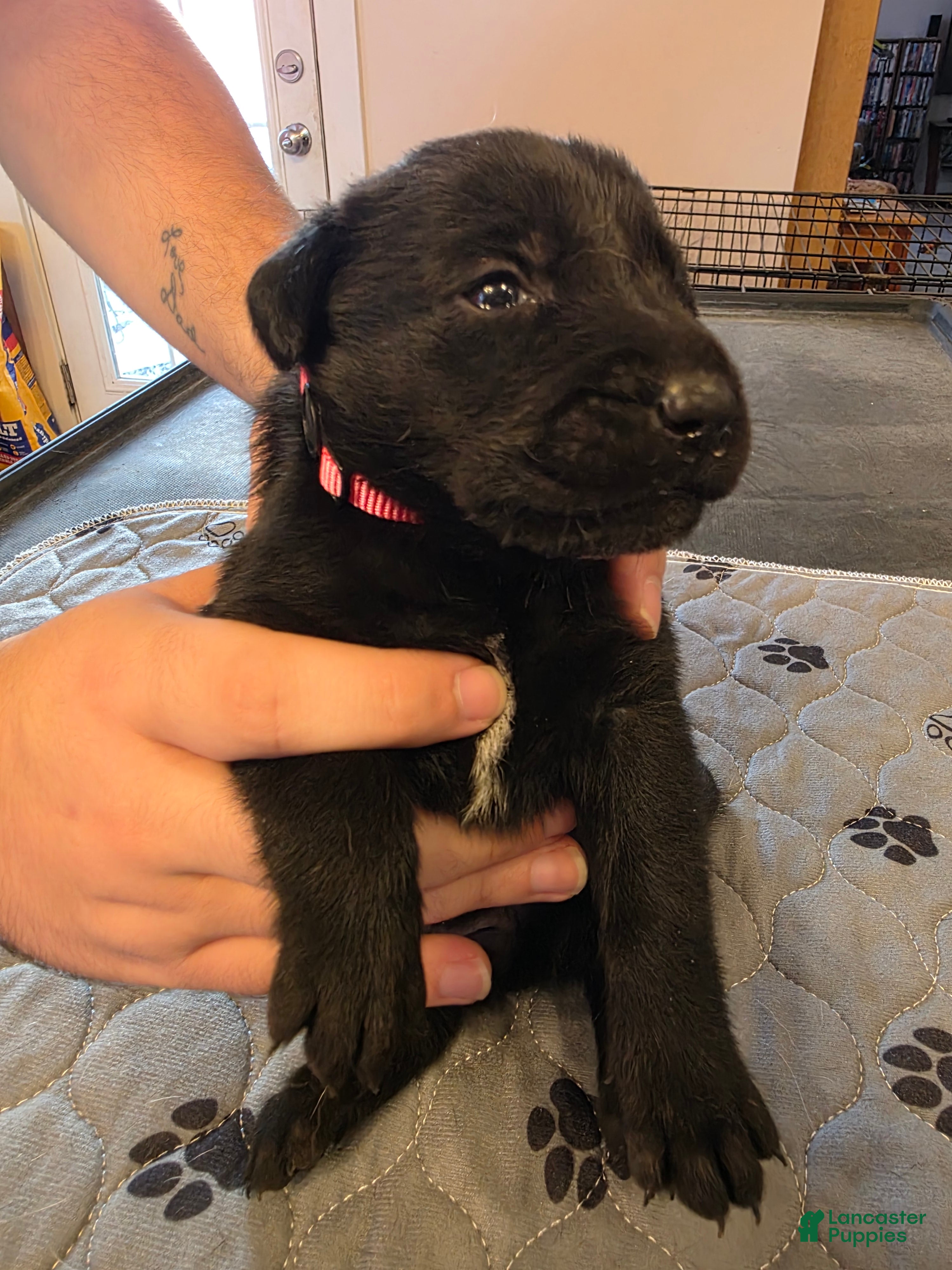 Labrador Retriever dogs L-pink - Ad 1