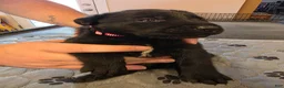 Labrador Retriever dogs for sale: L-pink - Ad 1