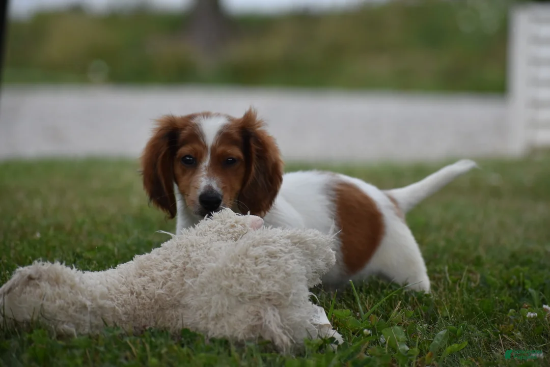 Miniature Dachshund dogs for sale: Cosmo - Ad 2