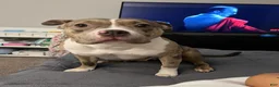 American Bully dogs for sale: Platinum Merle Red Collar  - Ad 5