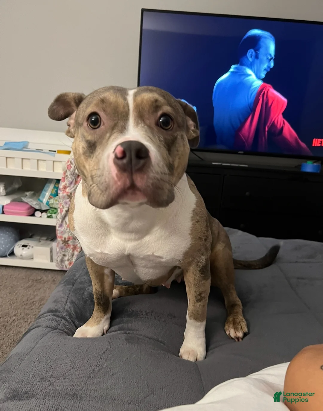 American Bully dogs for sale: Platinum Merle Red Collar  - Ad 5