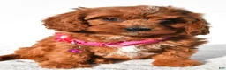 Cavapoo dogs for sale: Sweetie - Ad 8