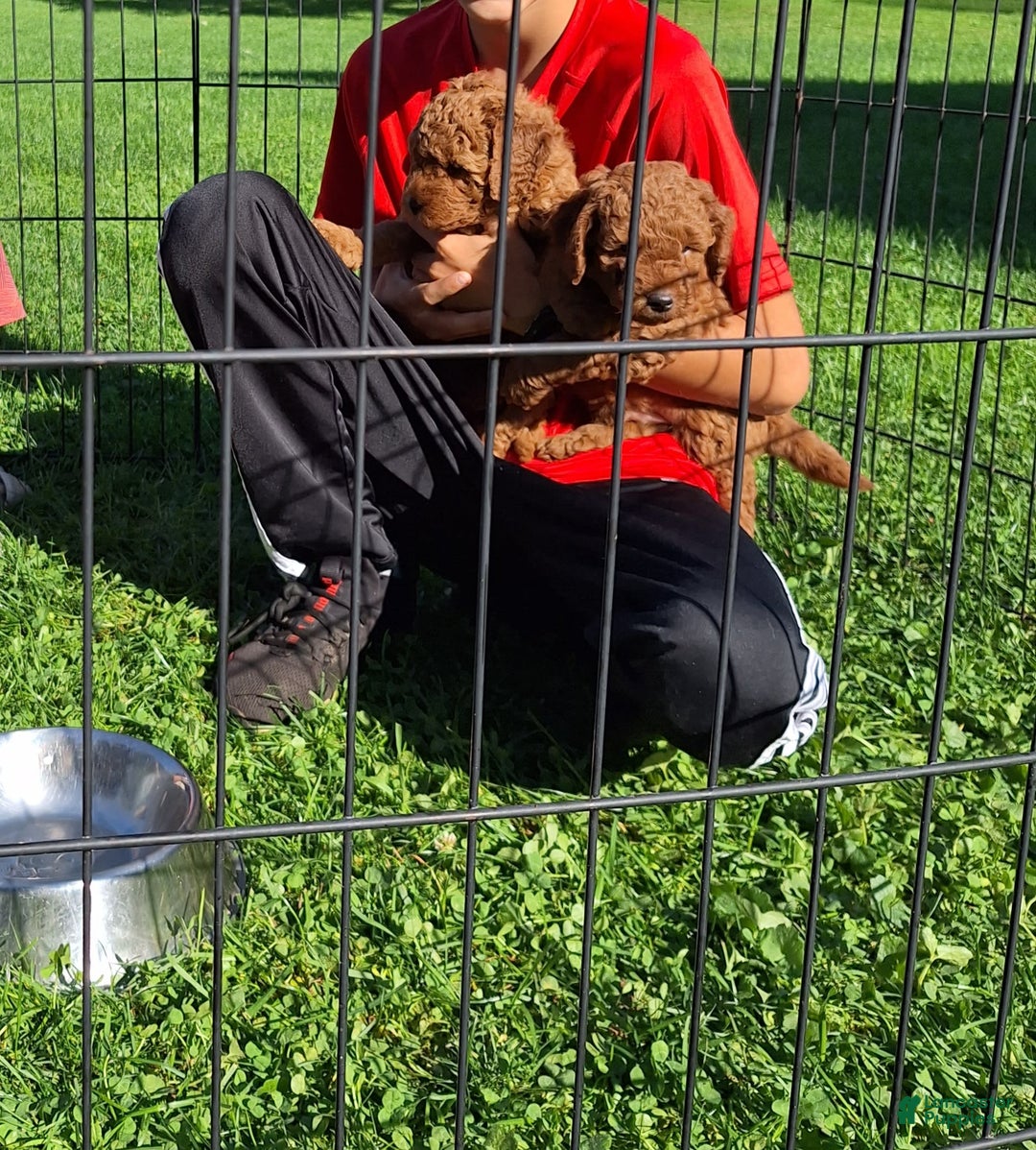 Gallery Image {{count}}