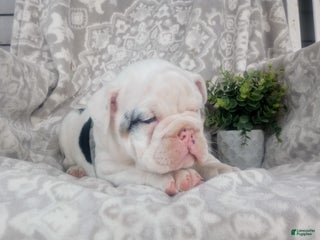Olde English Bulldogge dogs - Ad 9