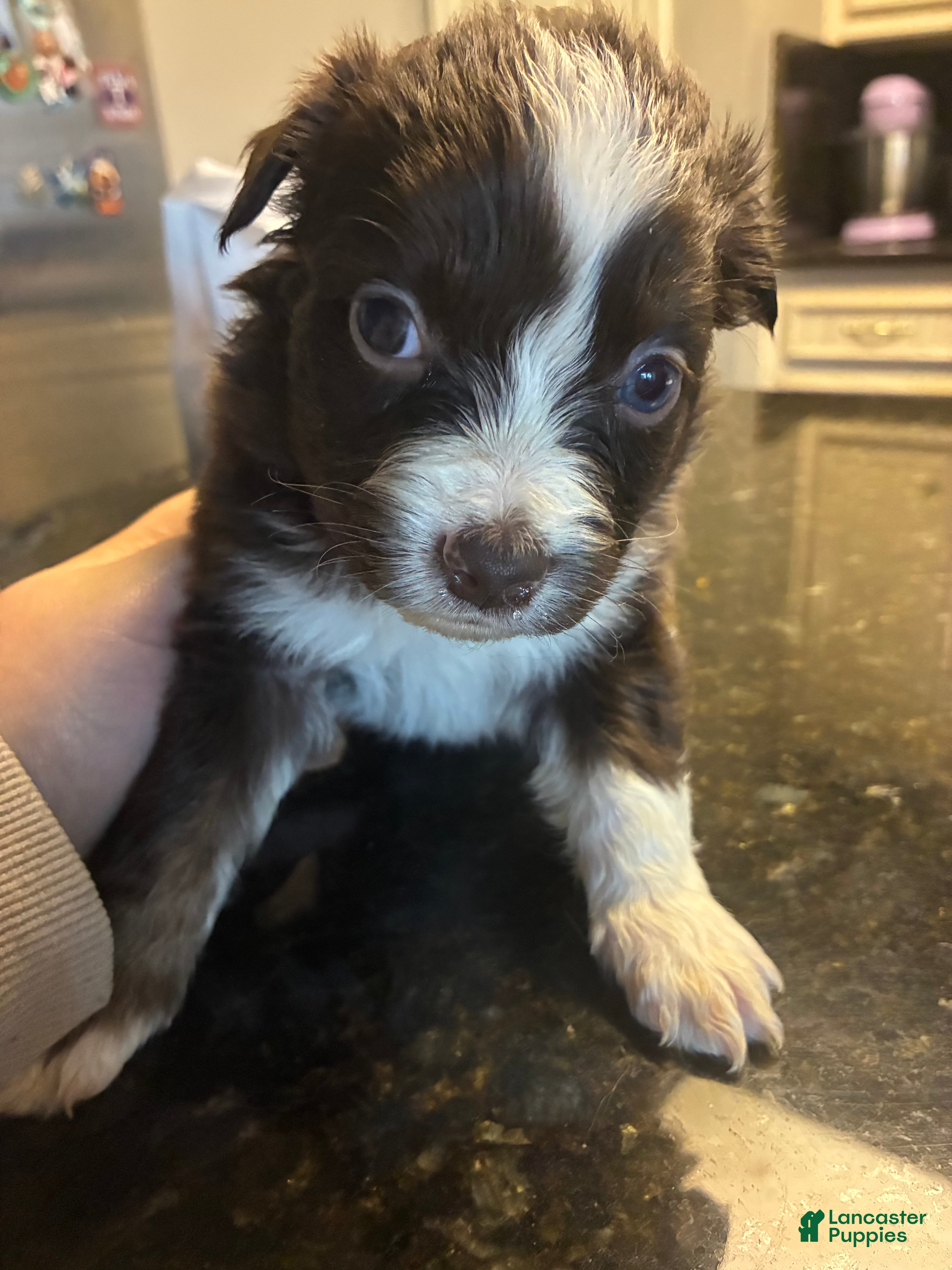 Miniature Australian Shepherd dogs Miniature Australian Shepherd Puppy 6 - Ad 12