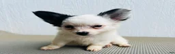 Papillon dogs for sale: Simba - Ad 6