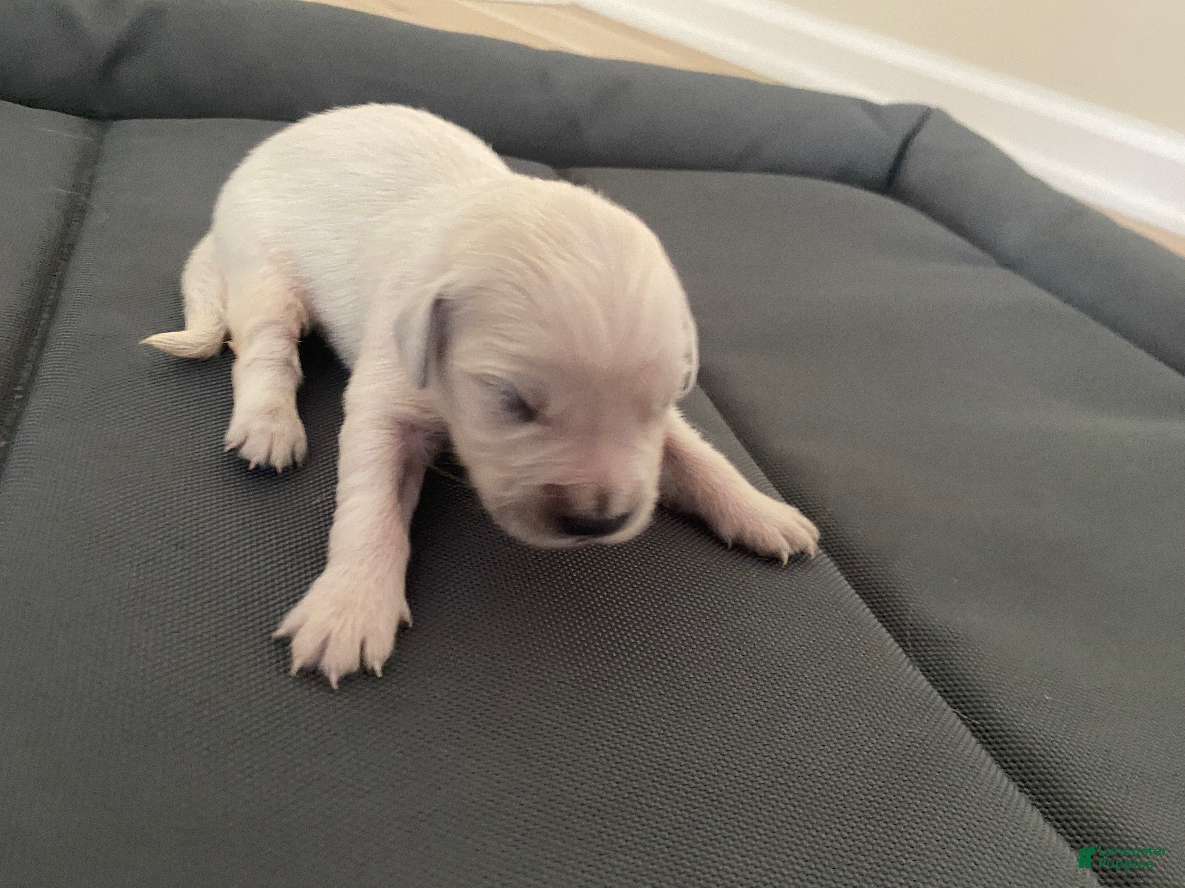 Golden Retriever dogs AKC Cream Golden Retriever Male First Pick - Ad 25