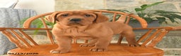 Labrador Retriever dogs for sale: Copper - Ad 3