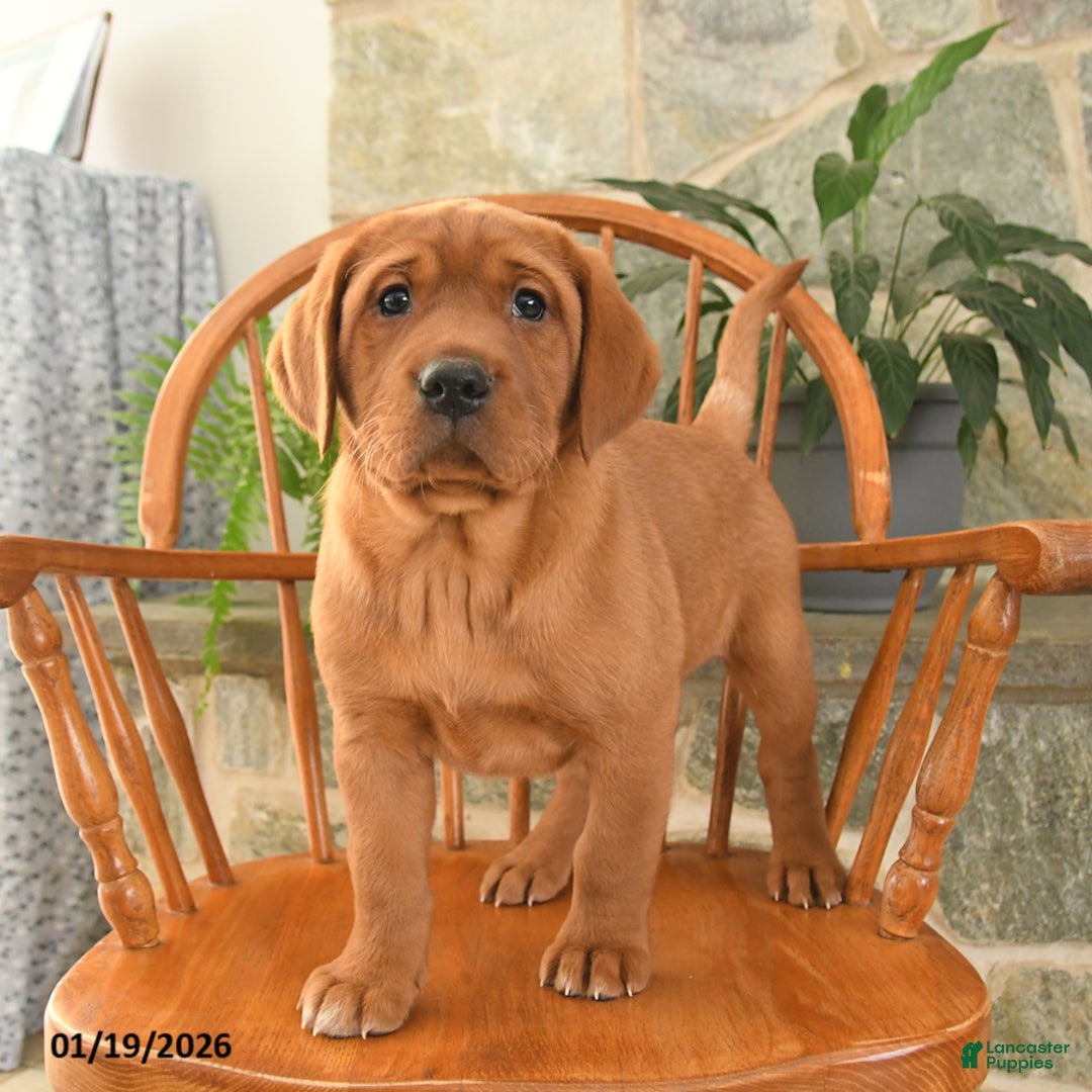 Labrador Retriever dogs for sale: Copper - Ad 3