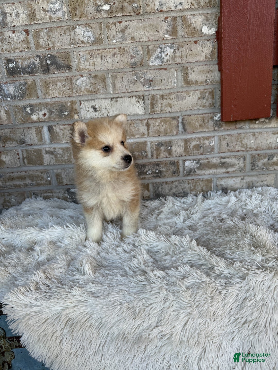 Pomsky dogs for sale: Captain - Ad 2
