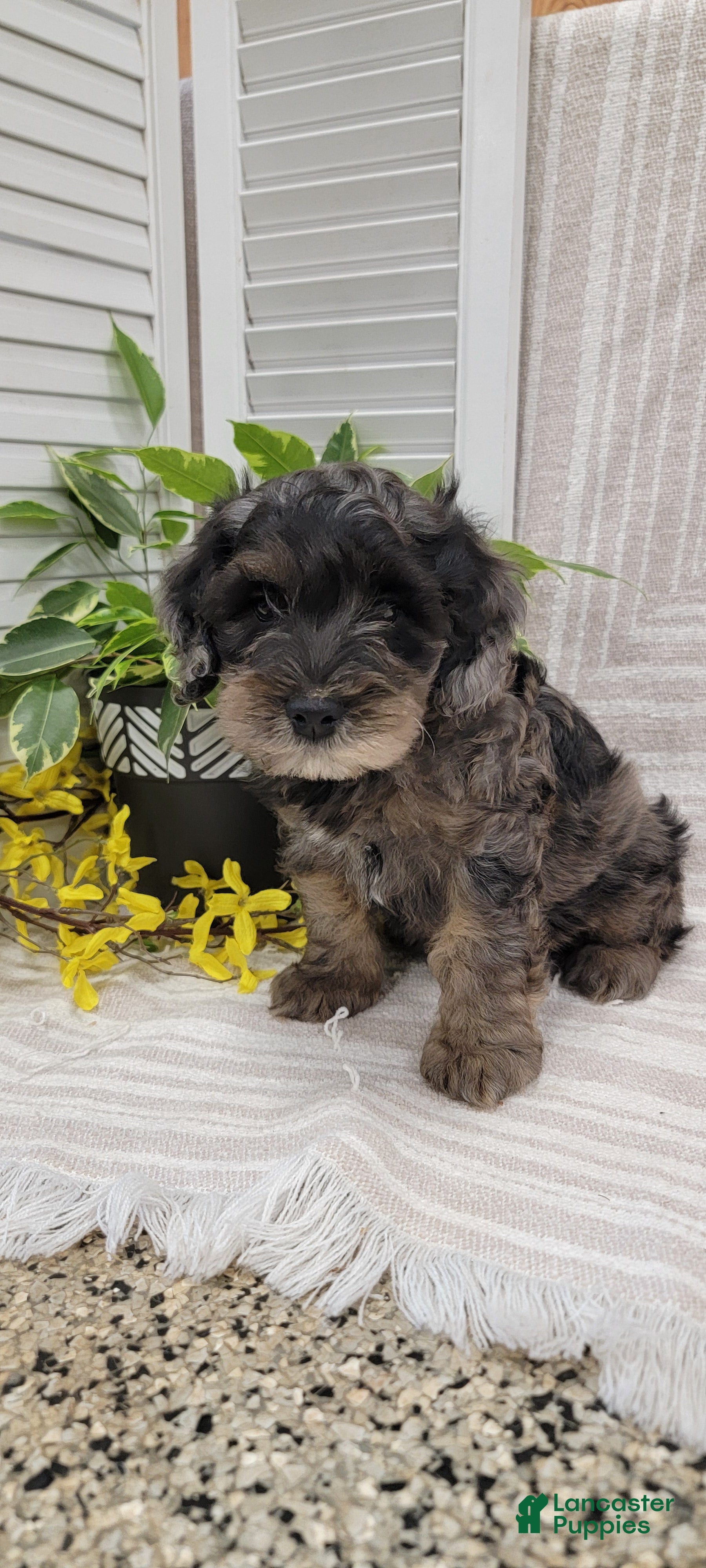 Cockapoo dogs Moon - Ad 2