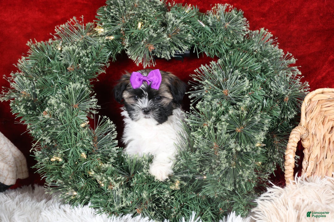 Shih Tzu dogs for sale: Rosie - Ad 4