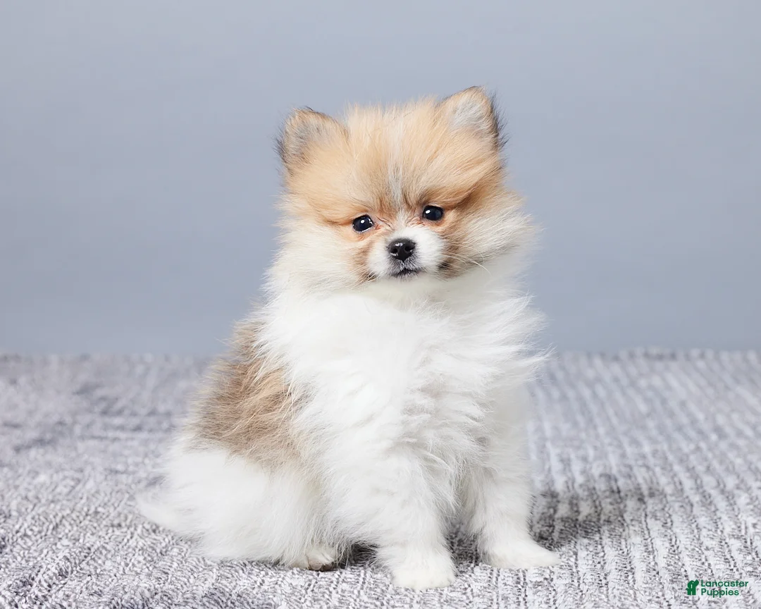 Pomeranian dogs for sale: Dusty - Ad 3
