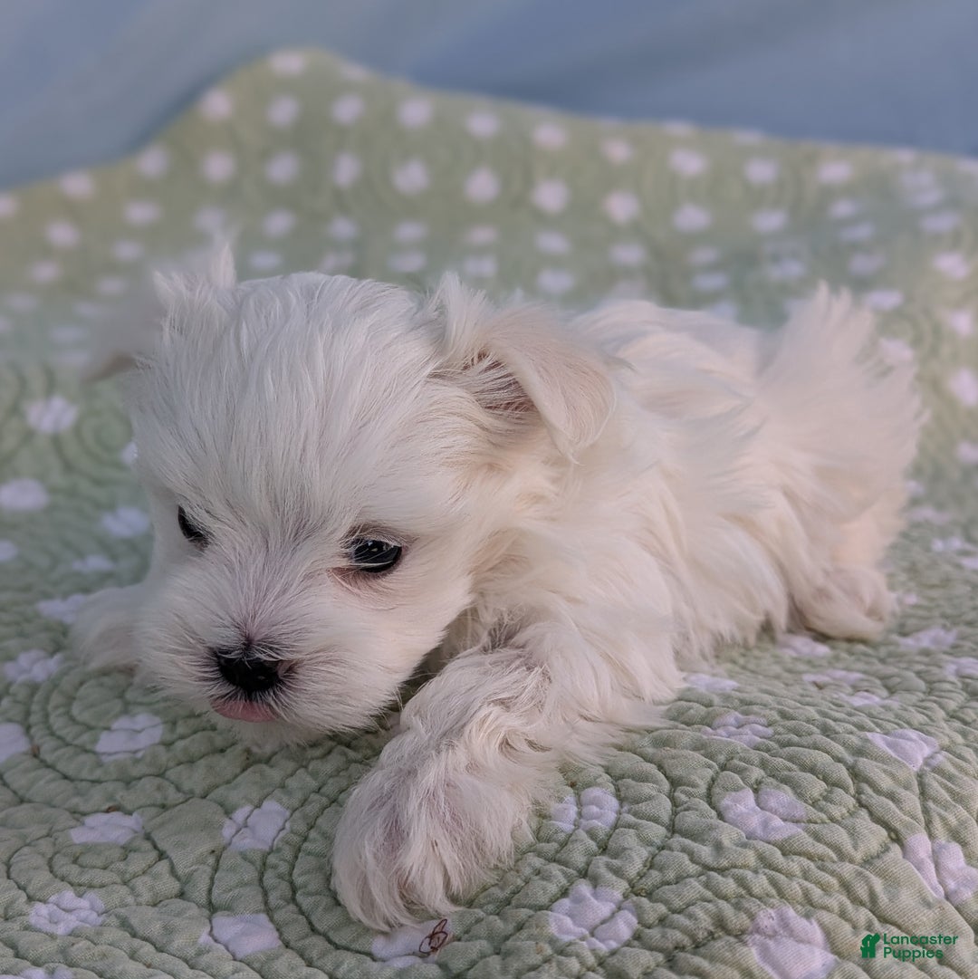 Maltese dogs for sale: Luna - Ad 5