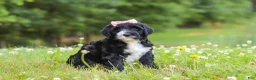 Portuguese Water Dog dogs for sale: Lavender - Ad 5