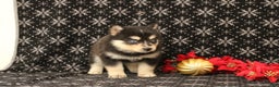 Pomsky dogs for sale: Victoria - Ad 4