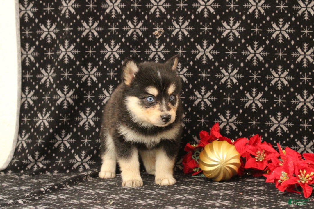 Pomsky dogs for sale: Victoria - Ad 4