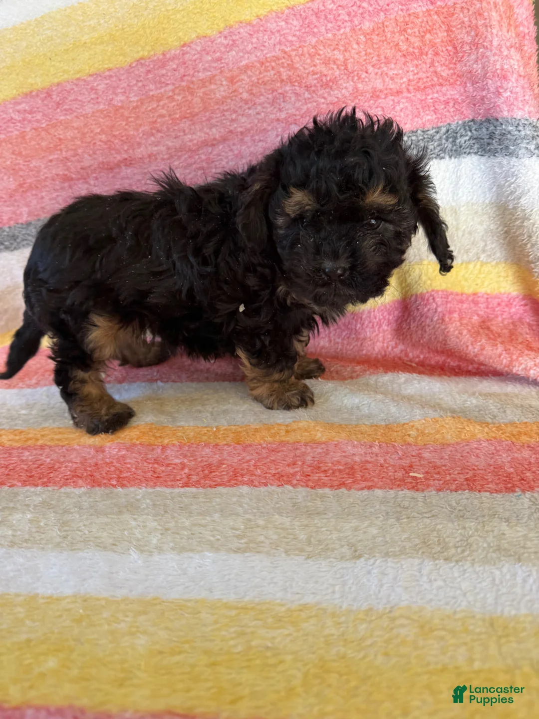 Cavapoo dogs for sale: Charlie special needs - Ad 6