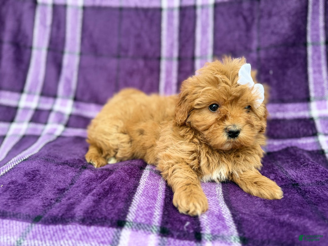 Shihpoo dogs for sale: Bubbles  - Ad 3