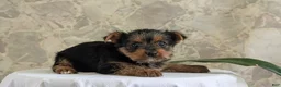 Yorkshire Terrier dogs for sale: Zoey - Ad 10