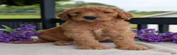 Goldendoodle dogs for sale: Parker - Ad 6