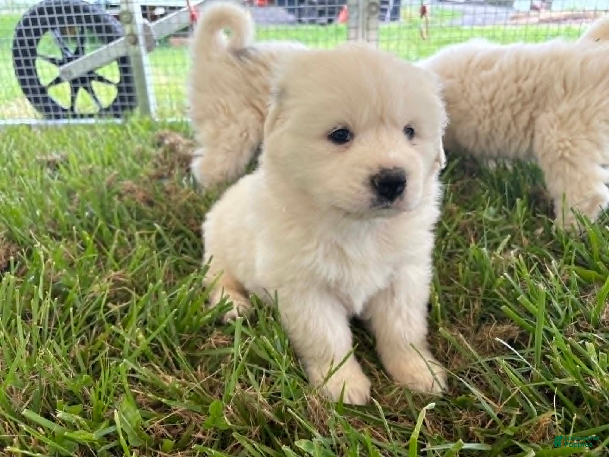 Great Pyrenees dogs Great Pyrenees Puppy 6 Pink (Dottie) - Ad 9