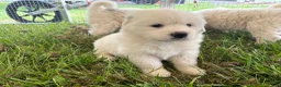 Great Pyrenees dogs for sale: Great Pyrenees Puppy 6 Pink (Dottie) - Ad 3