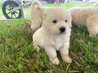 Great Pyrenees dogs Great Pyrenees Puppy 6 Pink (Dottie) - Ad 9