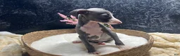 Italian Greyhound dogs for sale: Italian Greyhound 3 - Ad 5