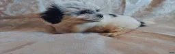 Maltipoo dogs for sale: Maltipoo 1 - Ad 4