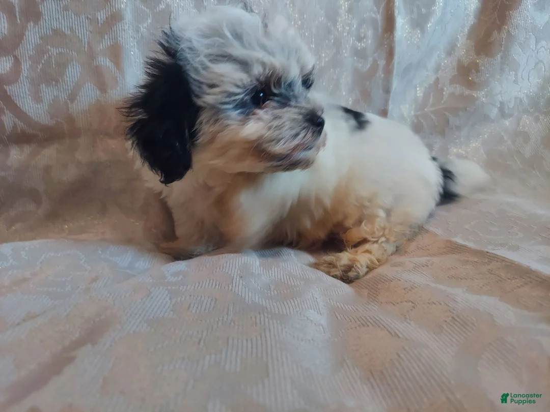 Maltipoo dogs for sale: Maltipoo 1 - Ad 4