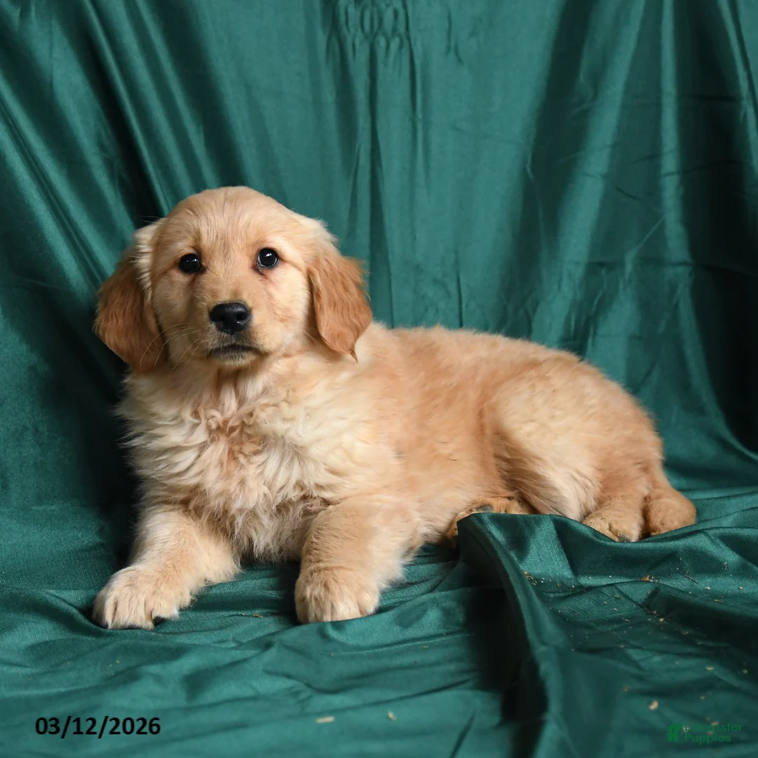 Golden Retriever dogs for sale: Sissy - Ad 3