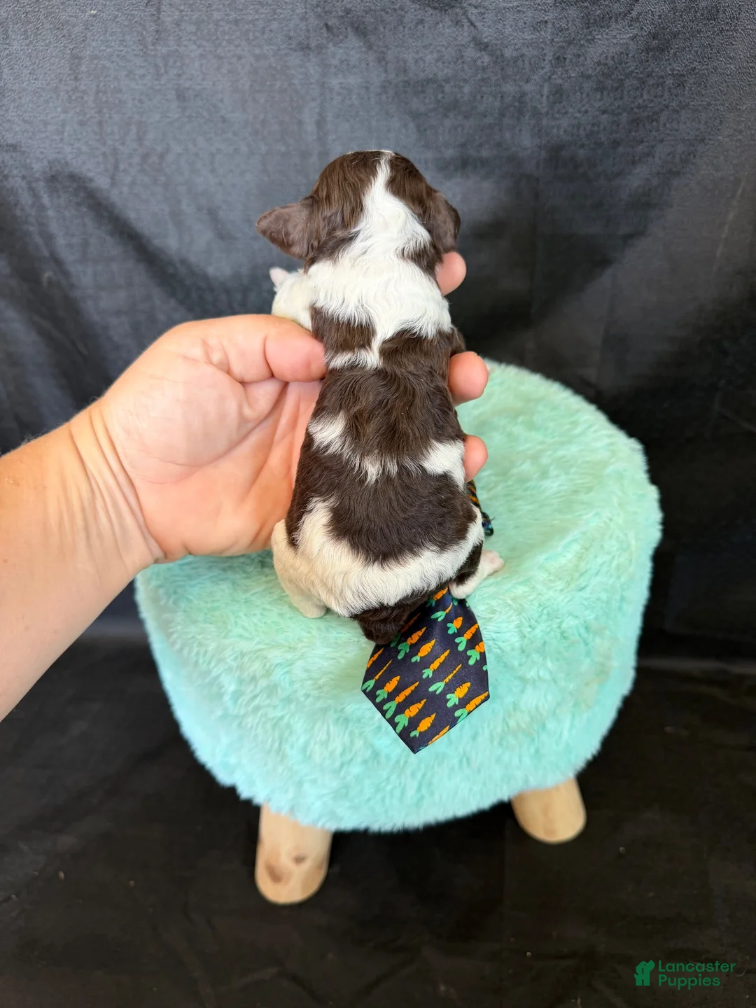 Miniature Poodle dogs for sale: Akc clear 🧬 tested Chocolate Phantom Parti Boy - Ad 11