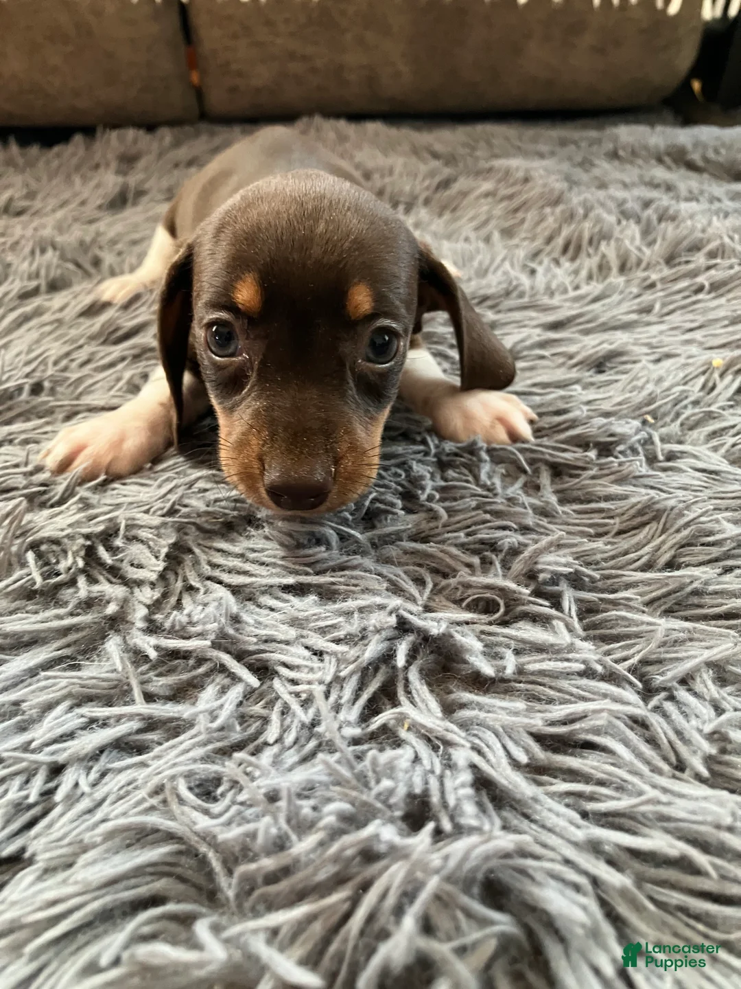 Miniature Dachshund dogs for sale: Akc Rhonda - Ad 5