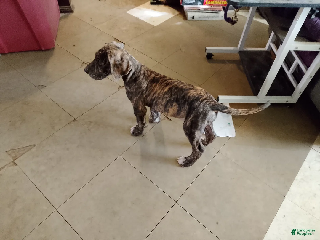 Great Dane dogs for sale: Great Dane 4 - Ad 2