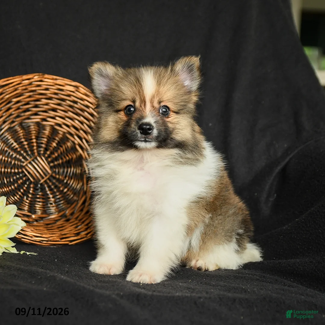 Pomeranian dogs for sale: Luca - Ad 2